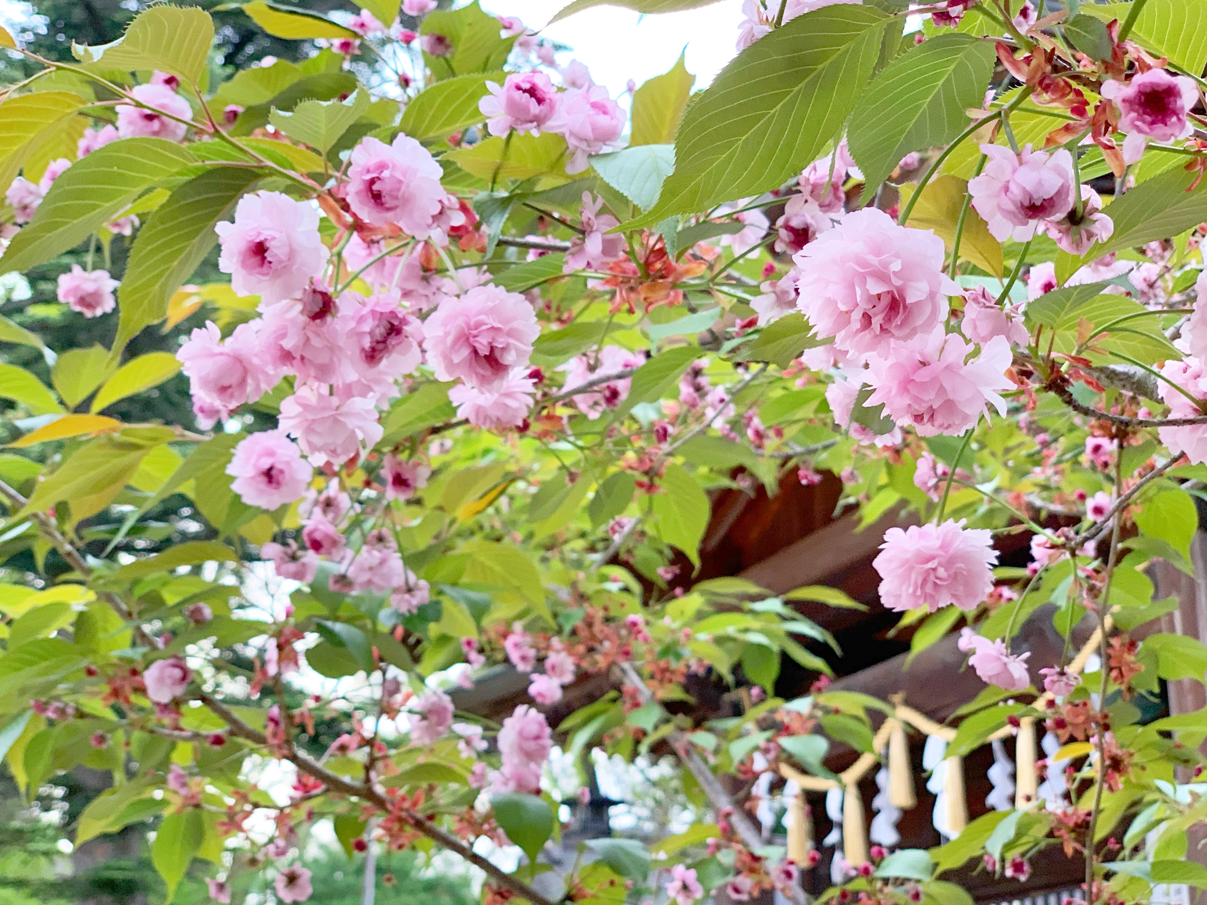 慈恩寺稚児桜