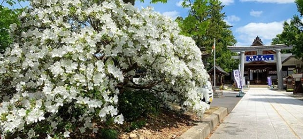 satsuki-tsukijisai